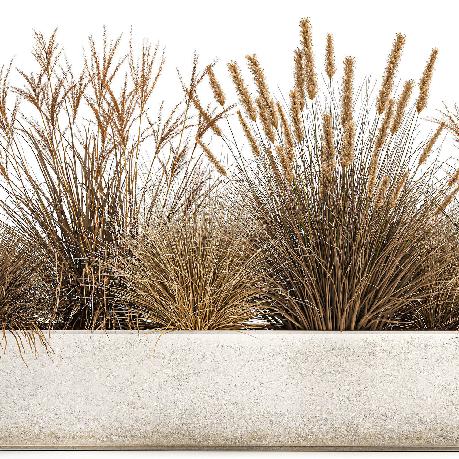 Pampas grass for landscaping 1072 3D model_3