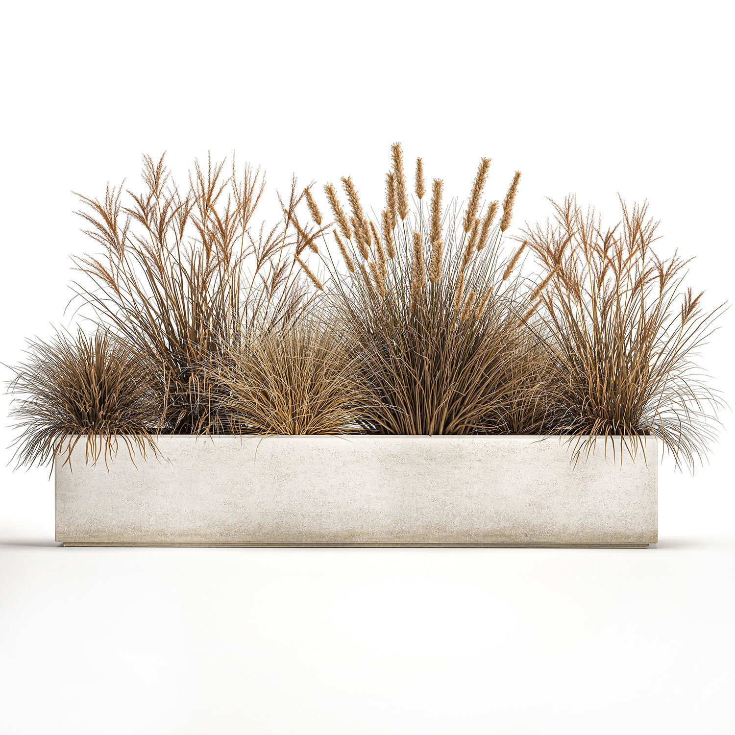 Pampas grass for landscaping 1072 3D model_1