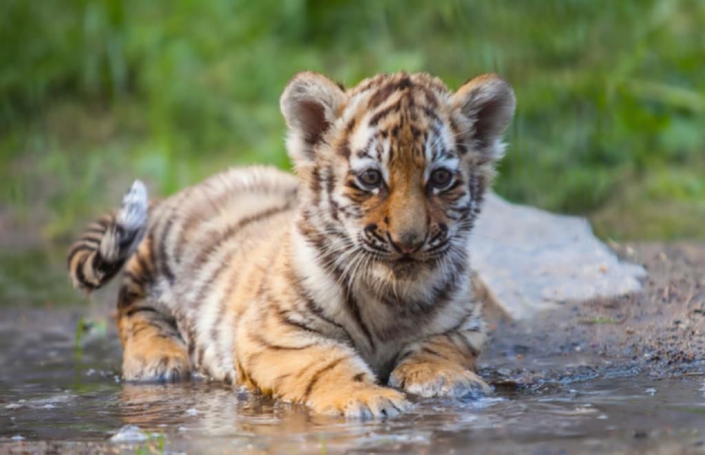 baby tiger 3D print model_3