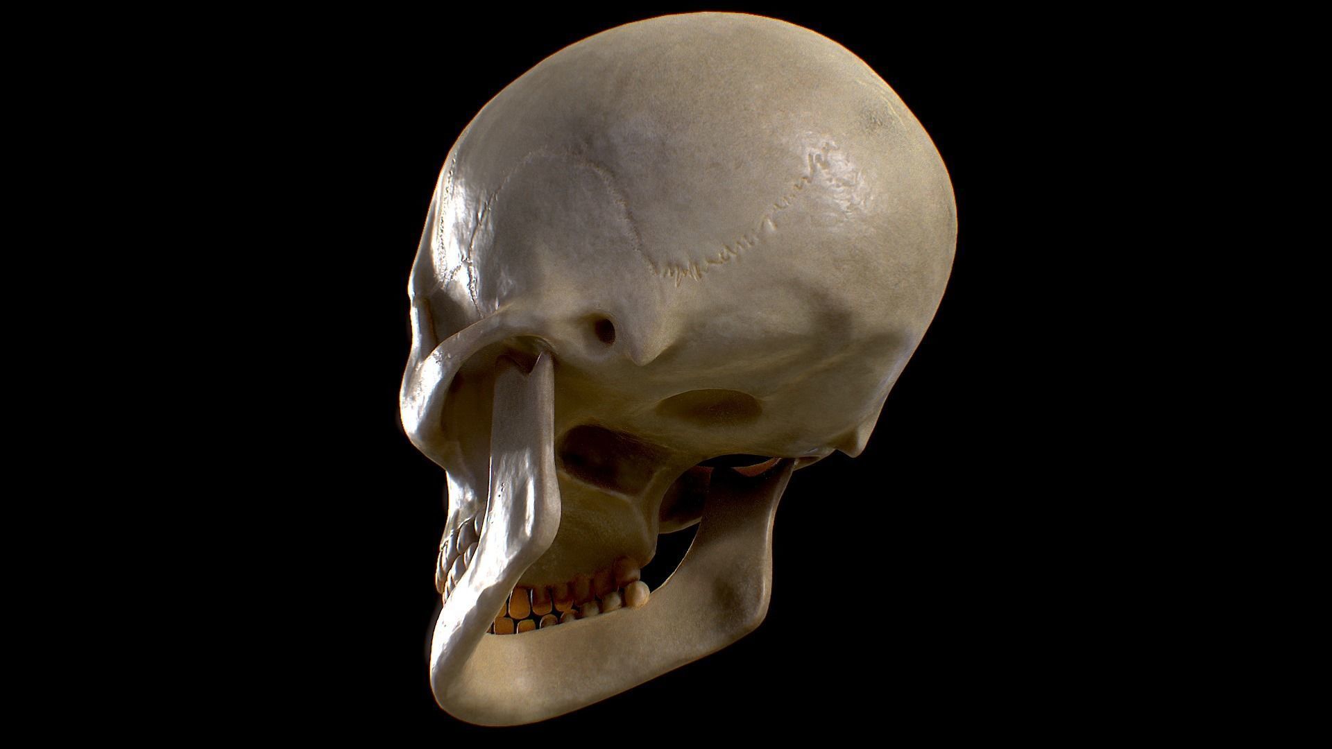 PBR Game Ready Skull human Low-poly 3D model_4