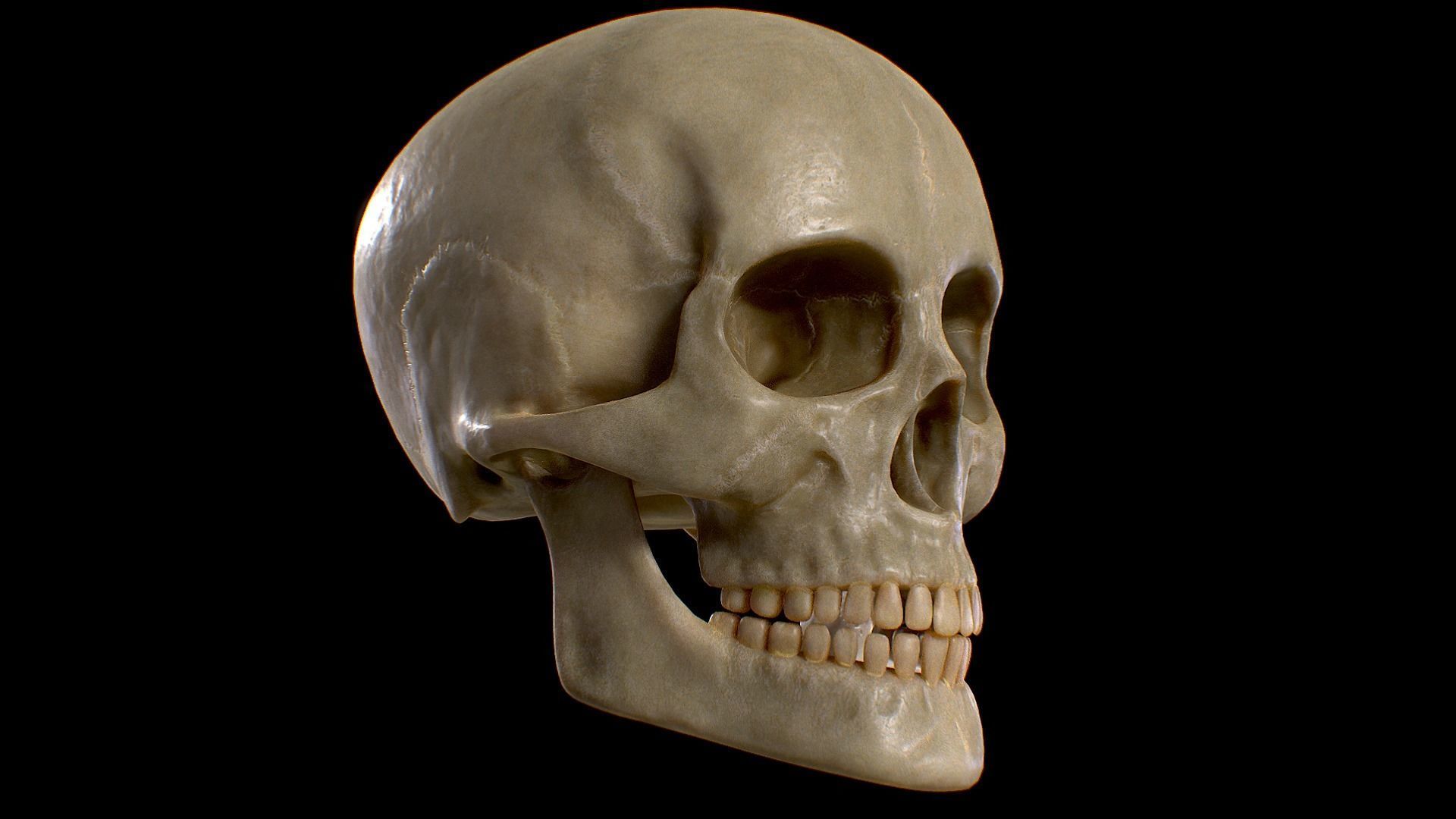 PBR Game Ready Skull human Low-poly 3D model_3