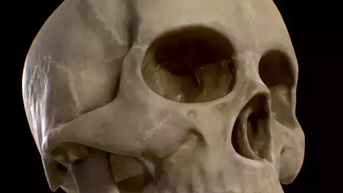 PBR Game Ready Skull human