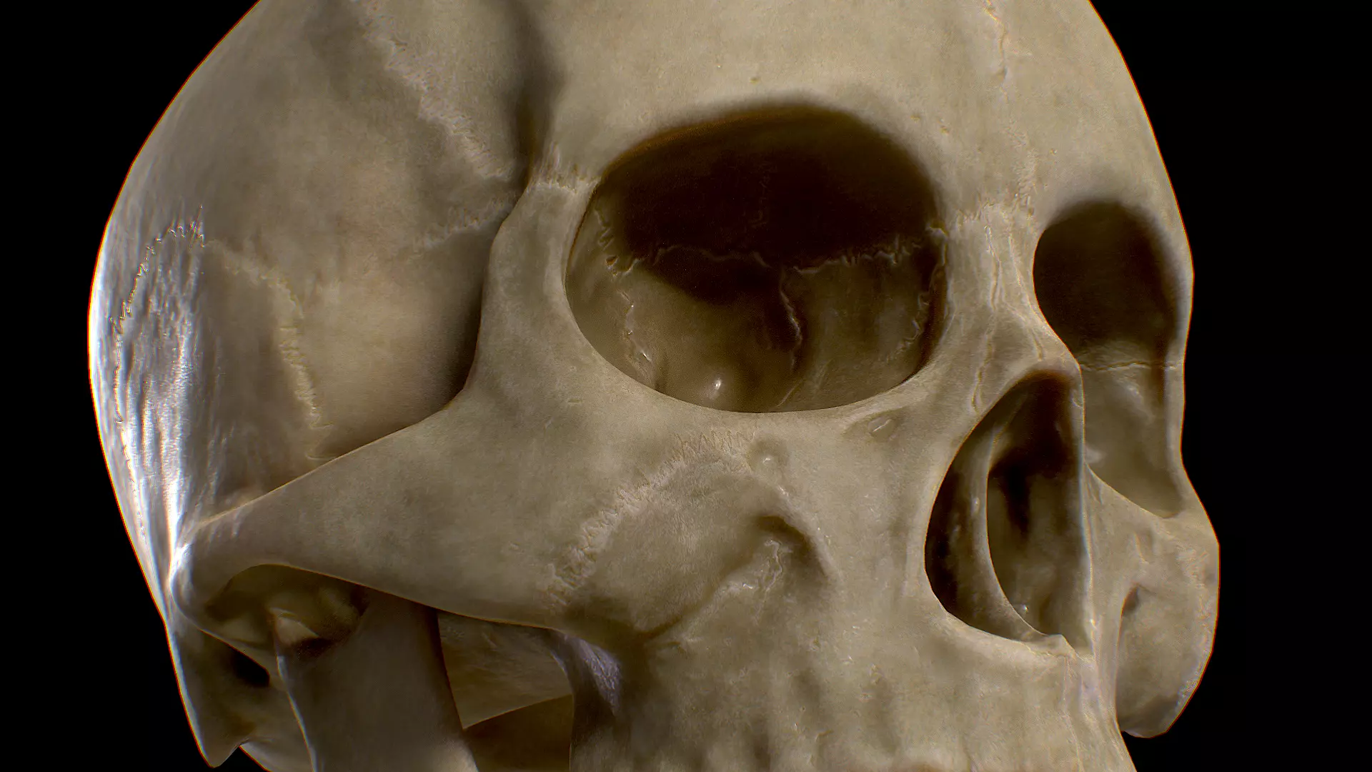 PBR Game Ready Skull human Low-poly 3D model_0