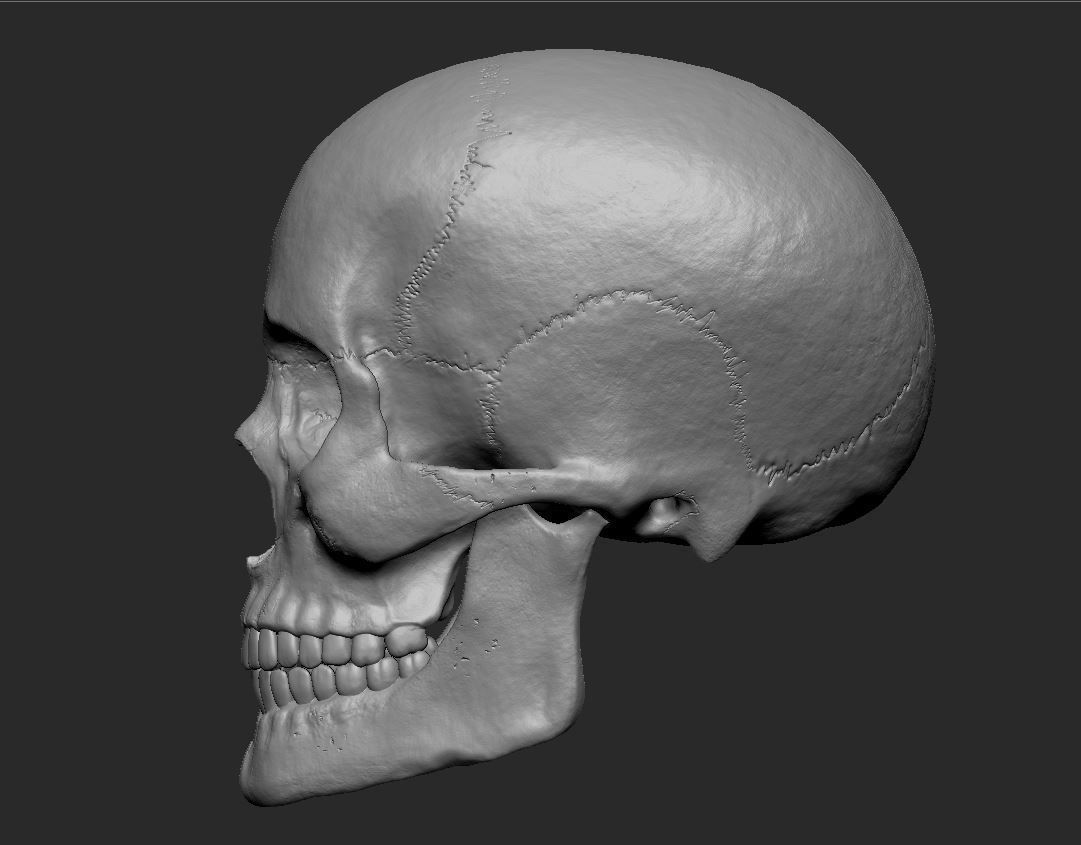 PBR Game Ready Skull human Low-poly 3D model_7