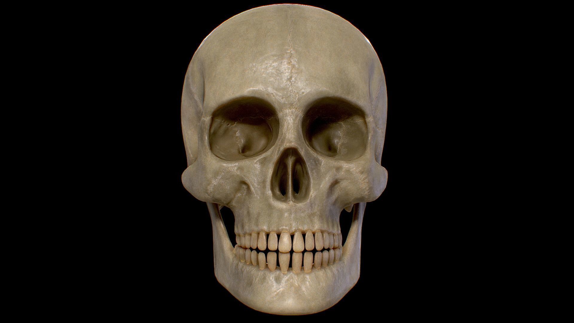 PBR Game Ready Skull human Low-poly 3D model_2