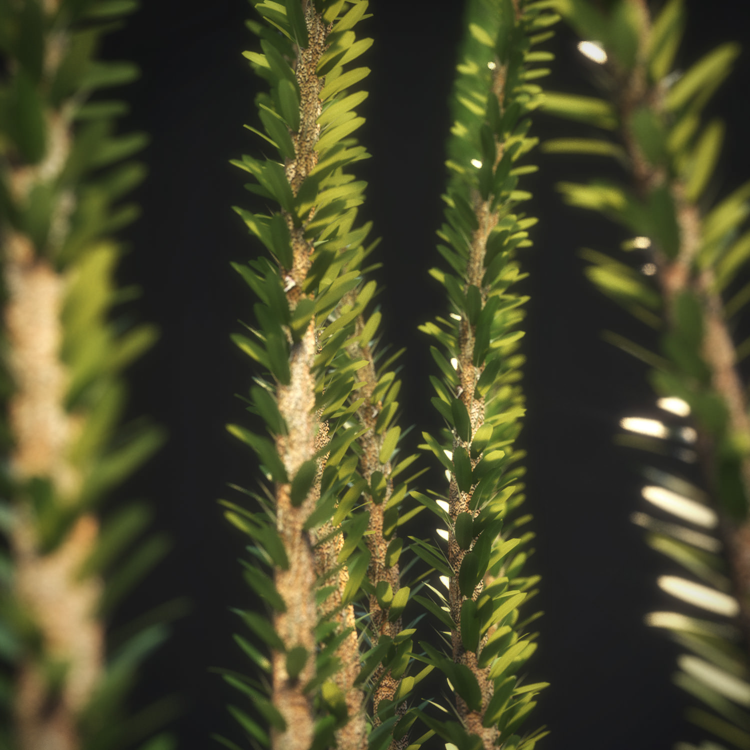 Ocotillo Desert Bush Fouquieria splendens 3D model_2