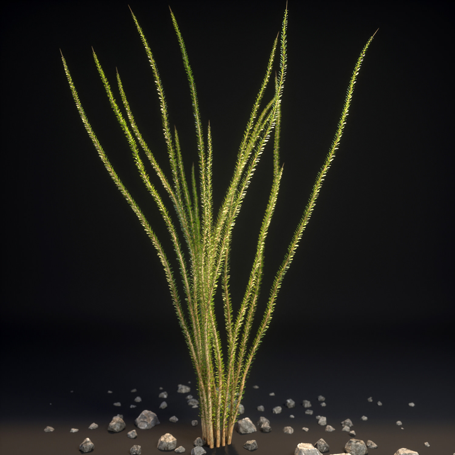 Ocotillo Desert Bush Fouquieria splendens 3D model_1