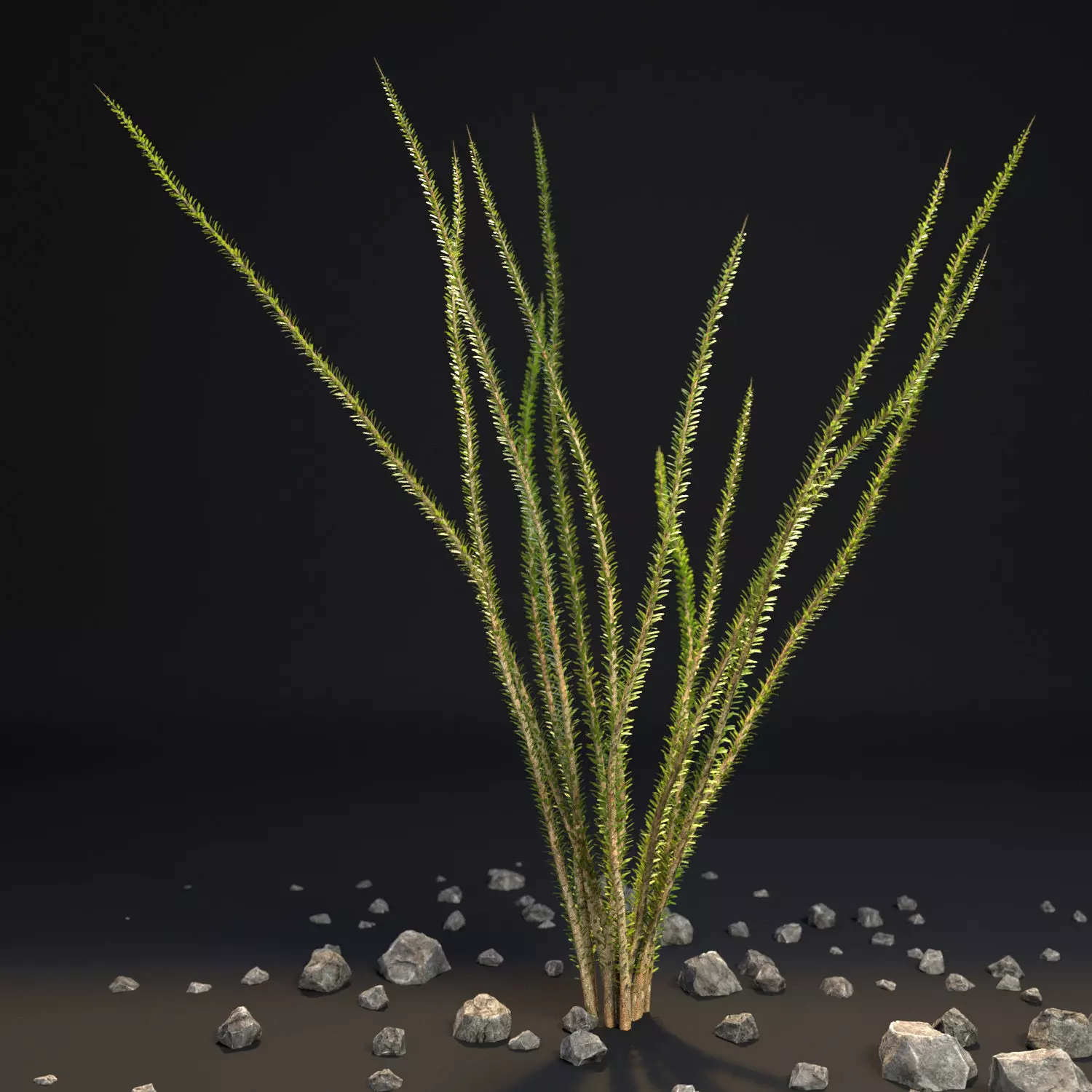 Ocotillo Desert Bush Fouquieria splendens 3D model_0