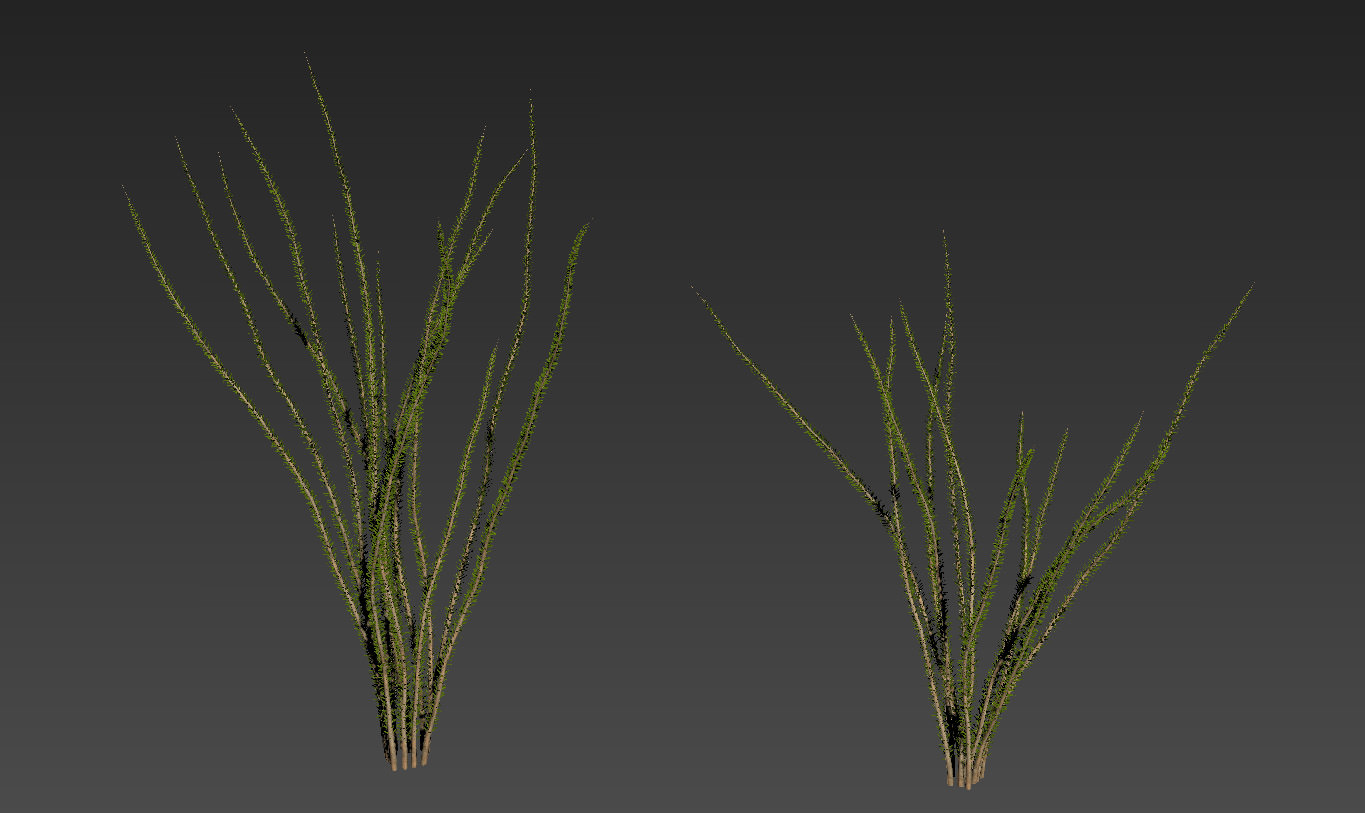 Ocotillo Desert Bush Fouquieria splendens 3D model_3