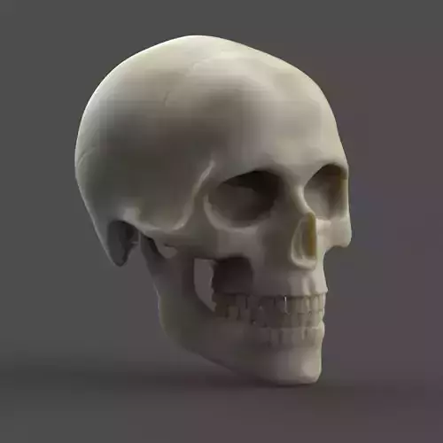 Male skull 3D print model