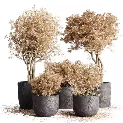 Outdoor Indoor plant dirty stone pots dry tree autumn plants
