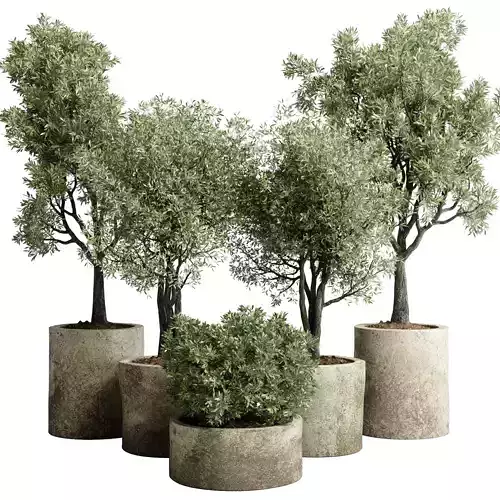 Collection outdoor plant 65 pot old olive tree concrete old vase