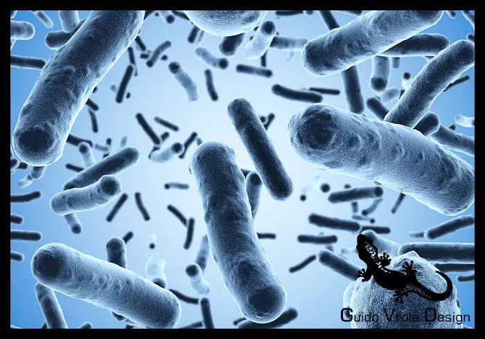 Bacteria under a scanning microscope 3D model_0
