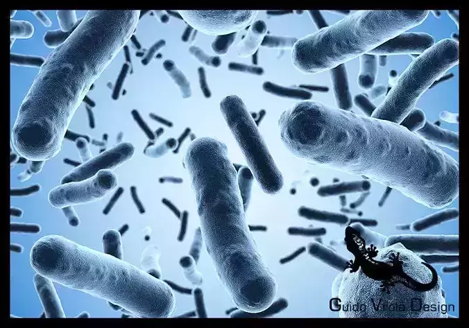 Bacteria under a scanning microscope 3D model