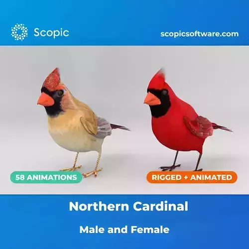3D Bird Pack Northern Cardinal Male and Female