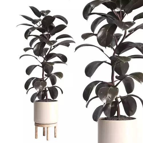 Indoor Outdoor plant 130 wood pots plants ficus rubbery