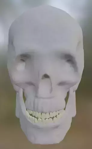 Skull high poly human with teeth
