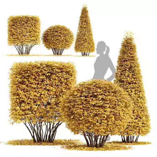 Dwarf Yaupon Holly Box Spherical Cone Fall 3D model
