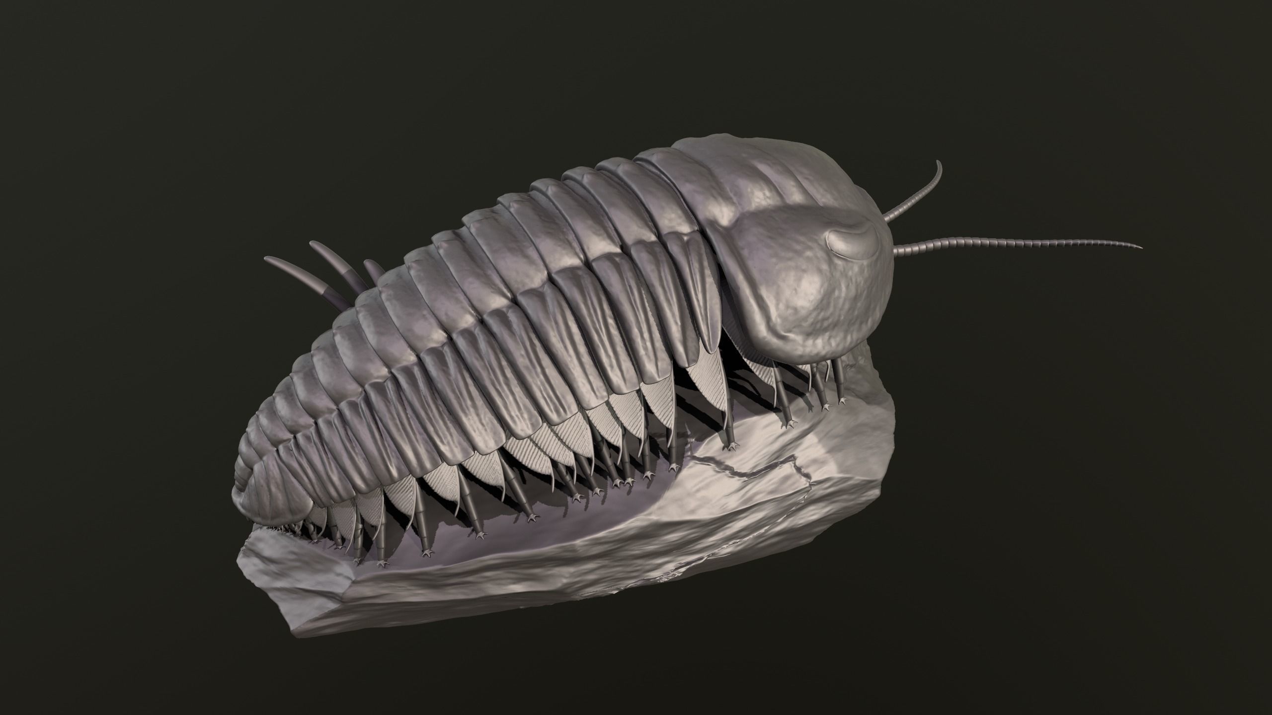 Triarthrus eatoni  environment version 3D print model_7