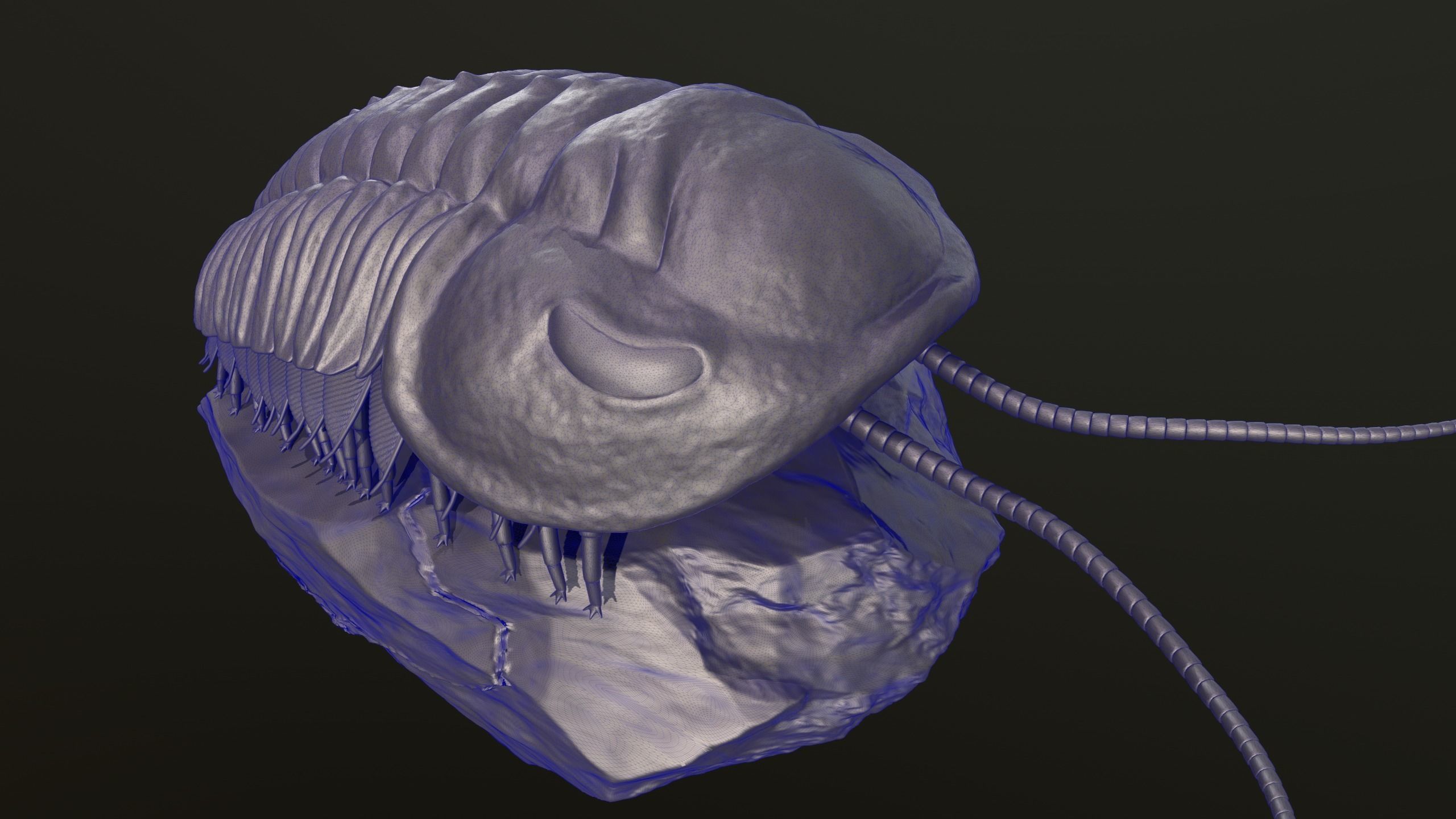 Triarthrus eatoni  environment version 3D print model_11
