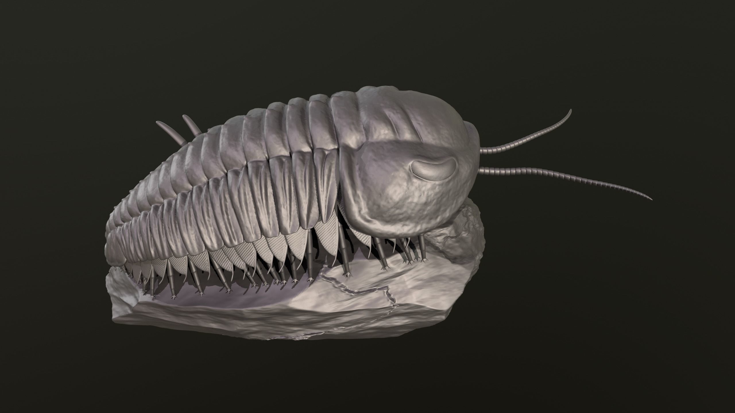 Triarthrus eatoni  environment version 3D print model_8