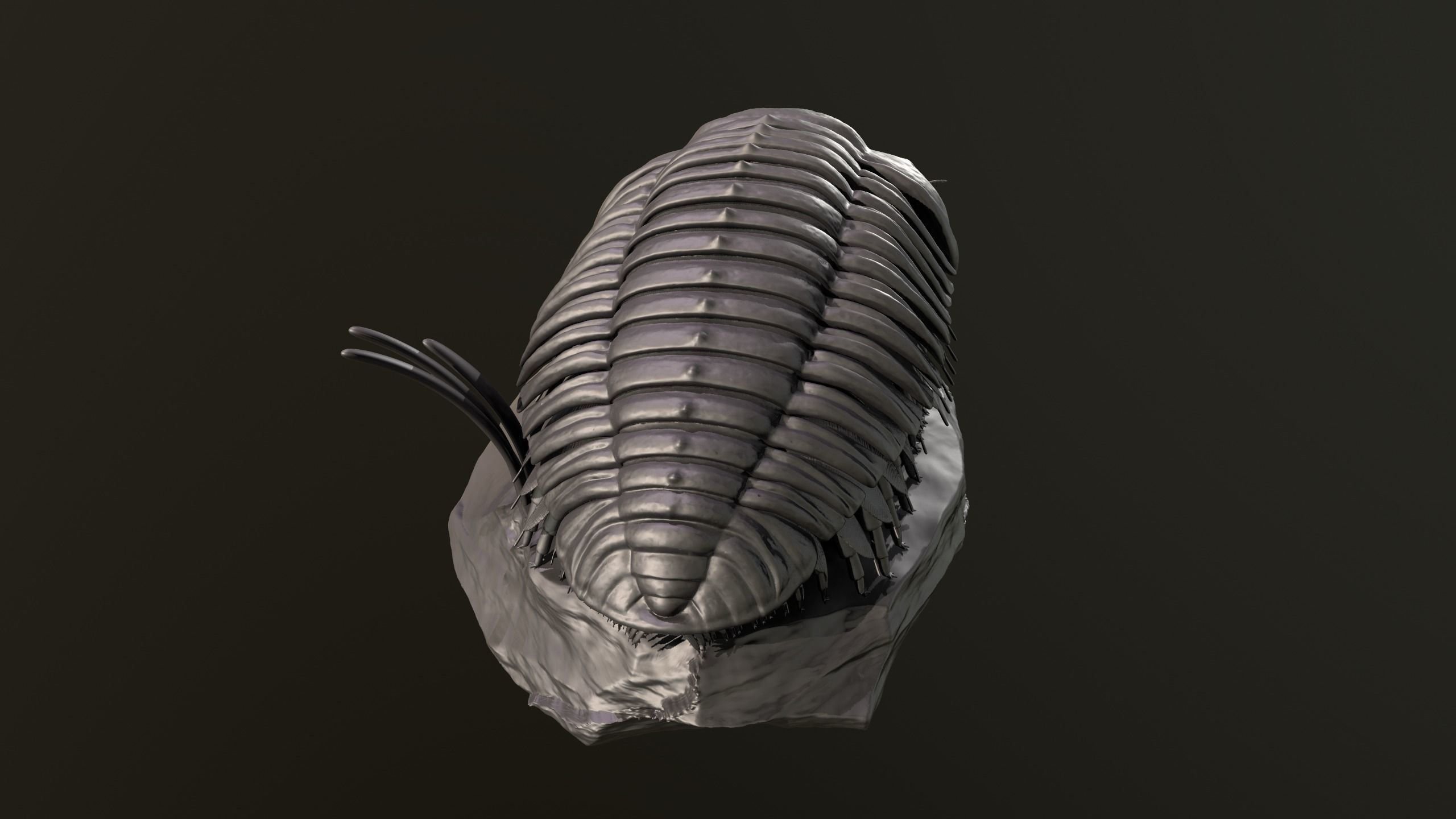 Triarthrus eatoni  environment version 3D print model_5