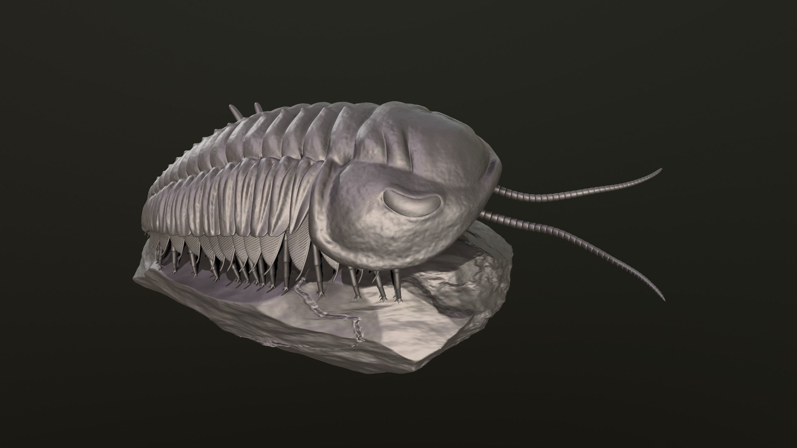 Triarthrus eatoni  environment version 3D print model_9