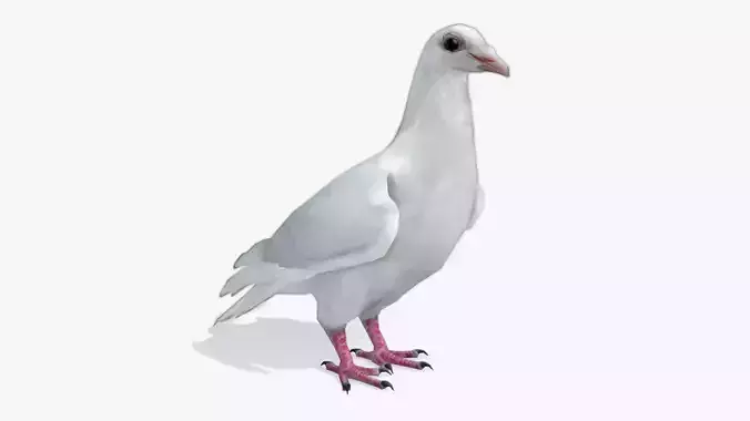 White Dove Low-poly 3D model