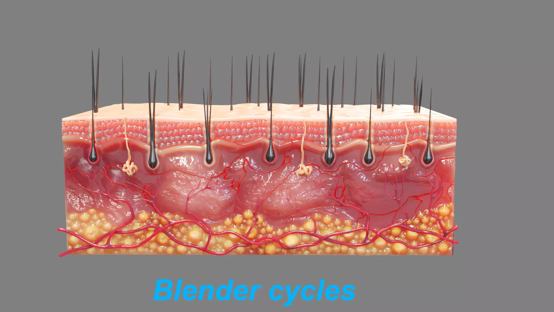 skin section Low-poly 3D model