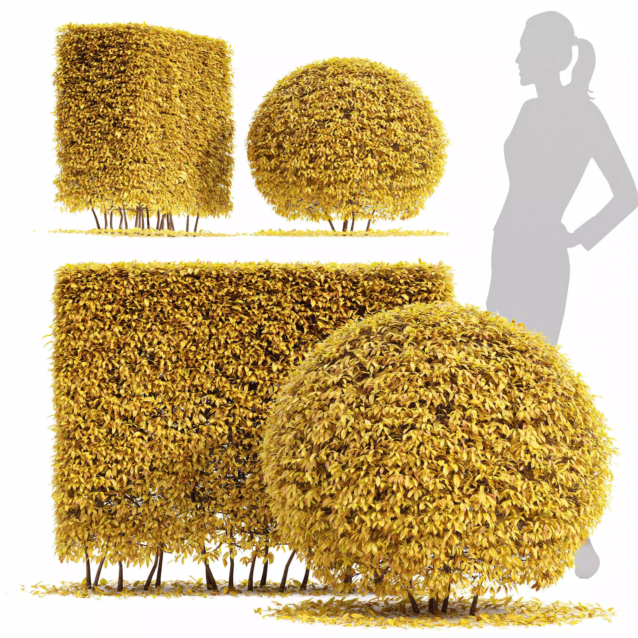 Dwarf yaupon holly fall 3D model_0