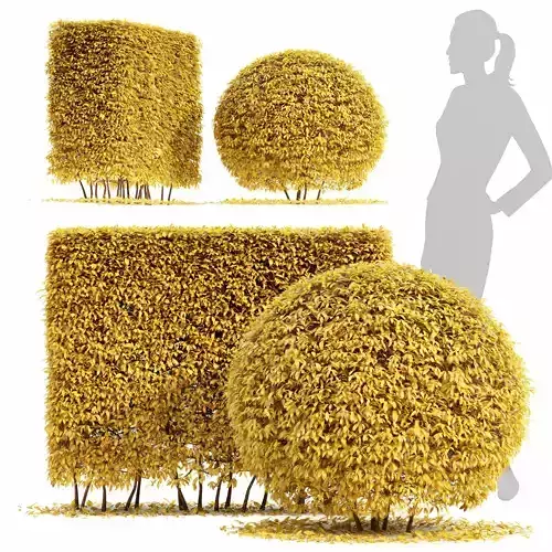 Dwarf yaupon holly fall 3D model