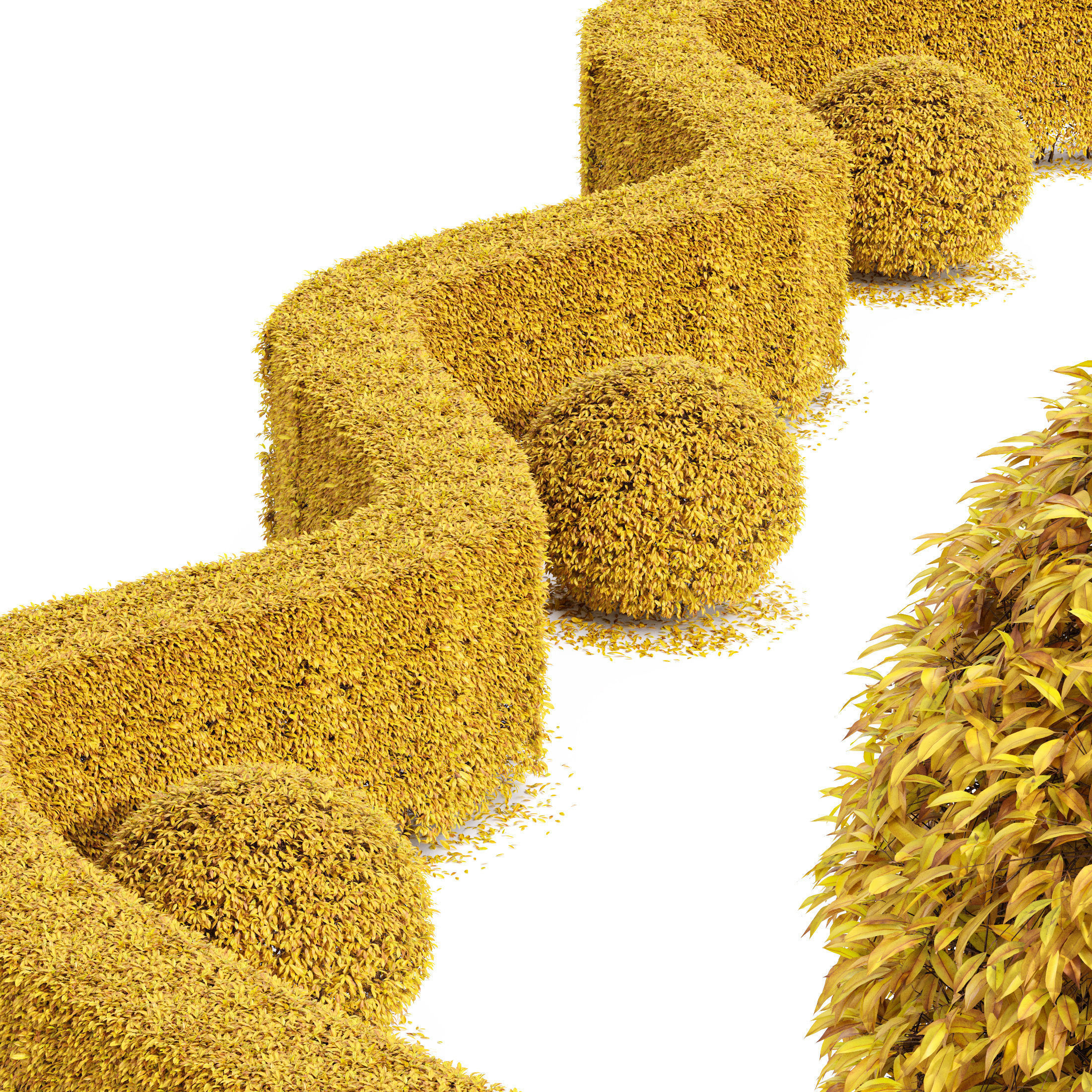 Dwarf yaupon holly fall 3D model_2