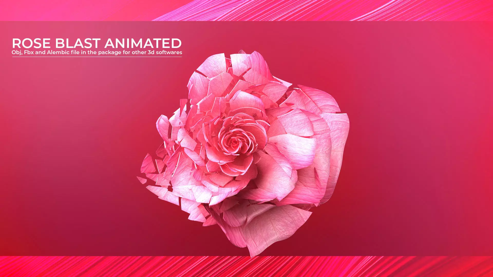 Rose Blast Animated 3D model_0