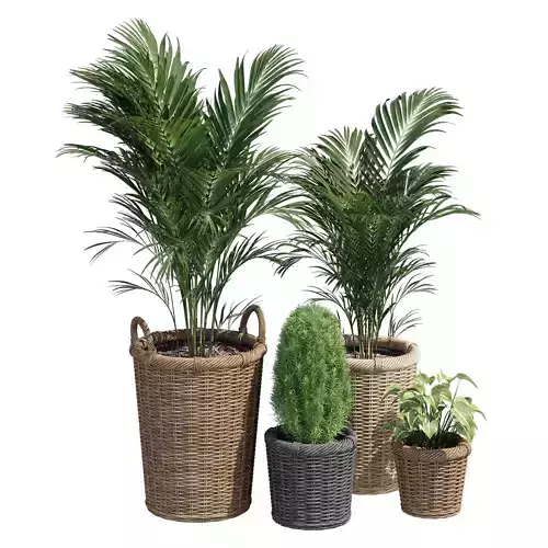 Kaktusfikon rattan planter set 3D model