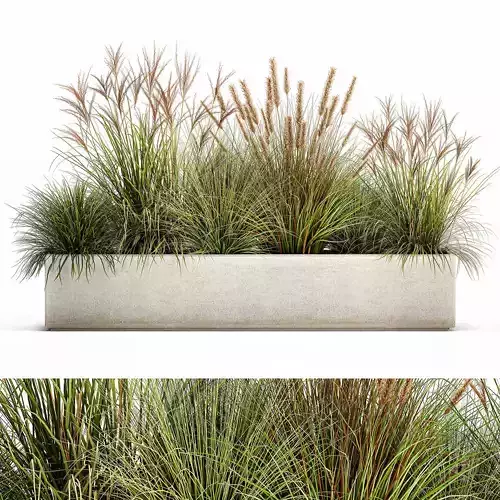 Potted reeds for landscaping 1074
