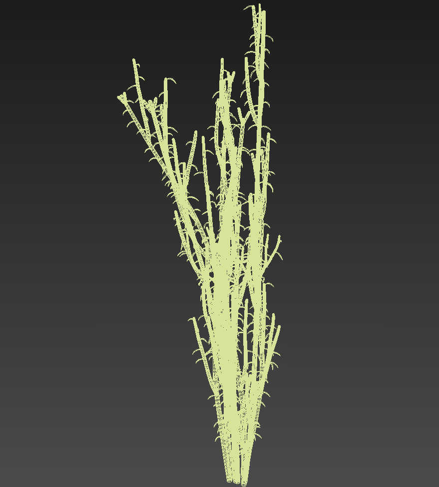 Slipper Plant Pedilanthus macrocarpus 3D model_4