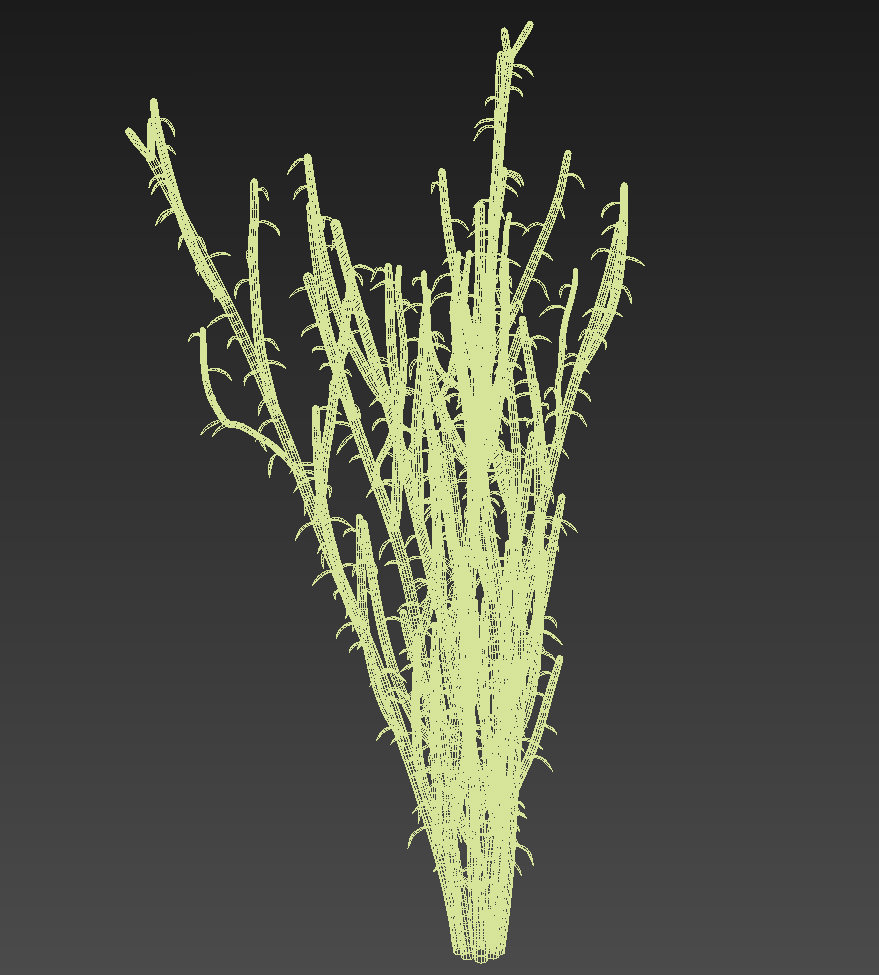 Slipper Plant Pedilanthus macrocarpus 3D model_3
