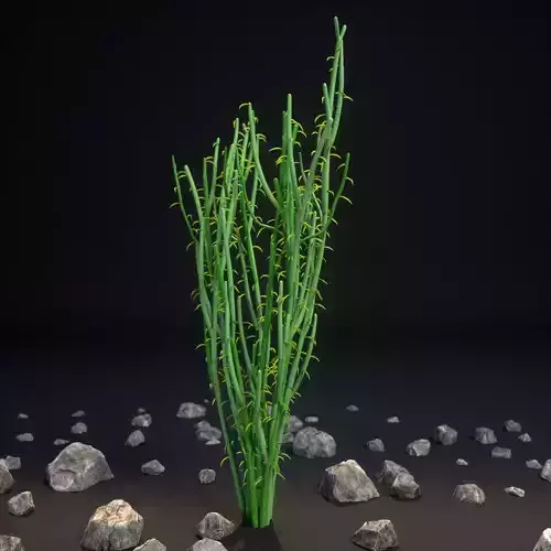 Slipper Plant Pedilanthus macrocarpus 3D model Slipper Plant Pedilanthus macrocarpus 3D model