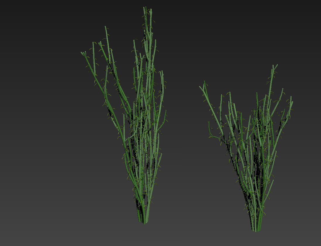 Slipper Plant Pedilanthus macrocarpus 3D model_2