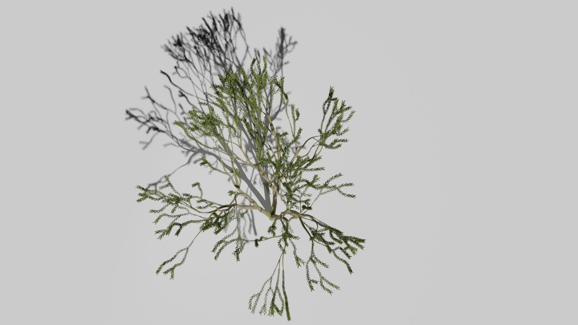 the animated tree Free low-poly 3D model_6