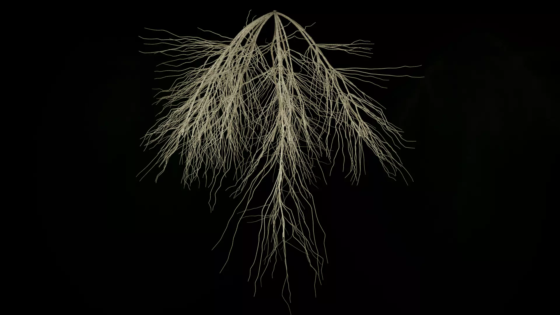 3D Wheat Root - growth animation 3D model_0