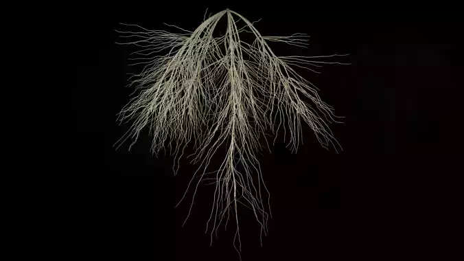 3D Wheat Root - growth animation 3D model