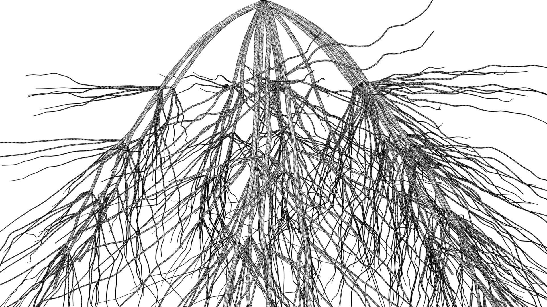 3D Wheat Root - growth animation 3D model_12