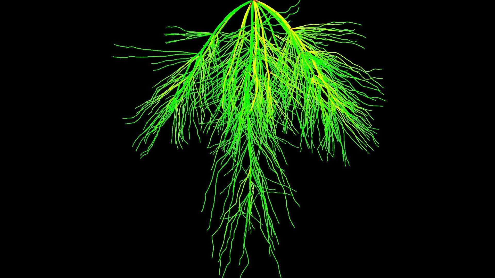 3D Wheat Root - growth animation 3D model_4