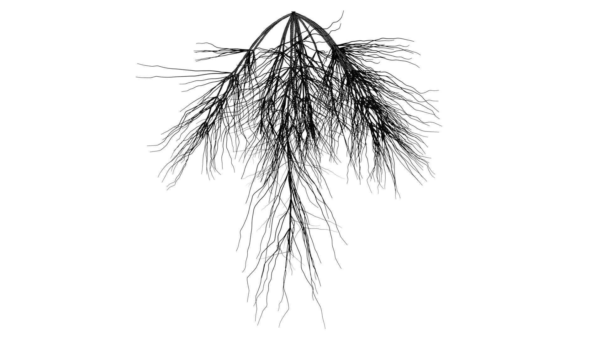 3D Wheat Root - growth animation 3D model_11