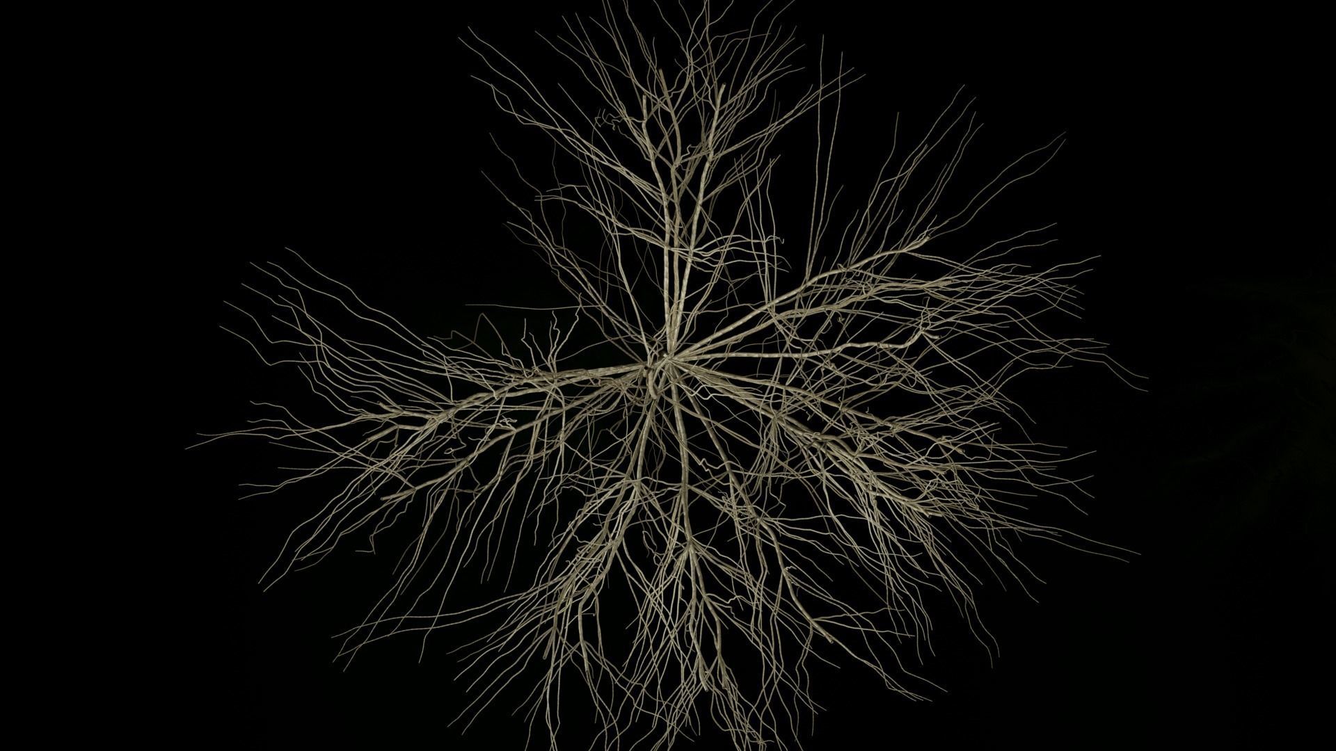 3D Wheat Root - growth animation 3D model_10