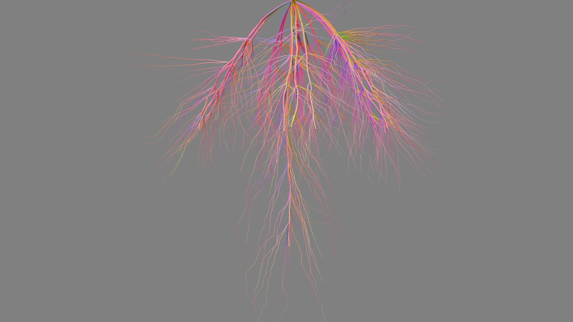 3D Wheat Root - growth animation 3D model_3