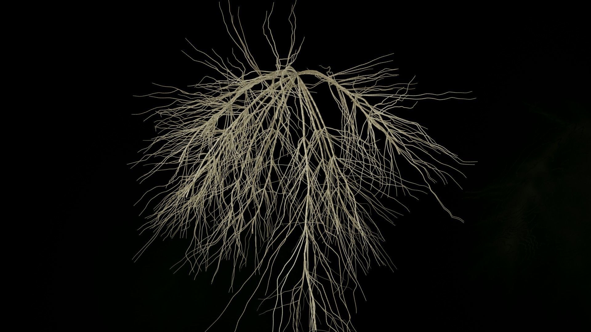 3D Wheat Root - growth animation 3D model_7