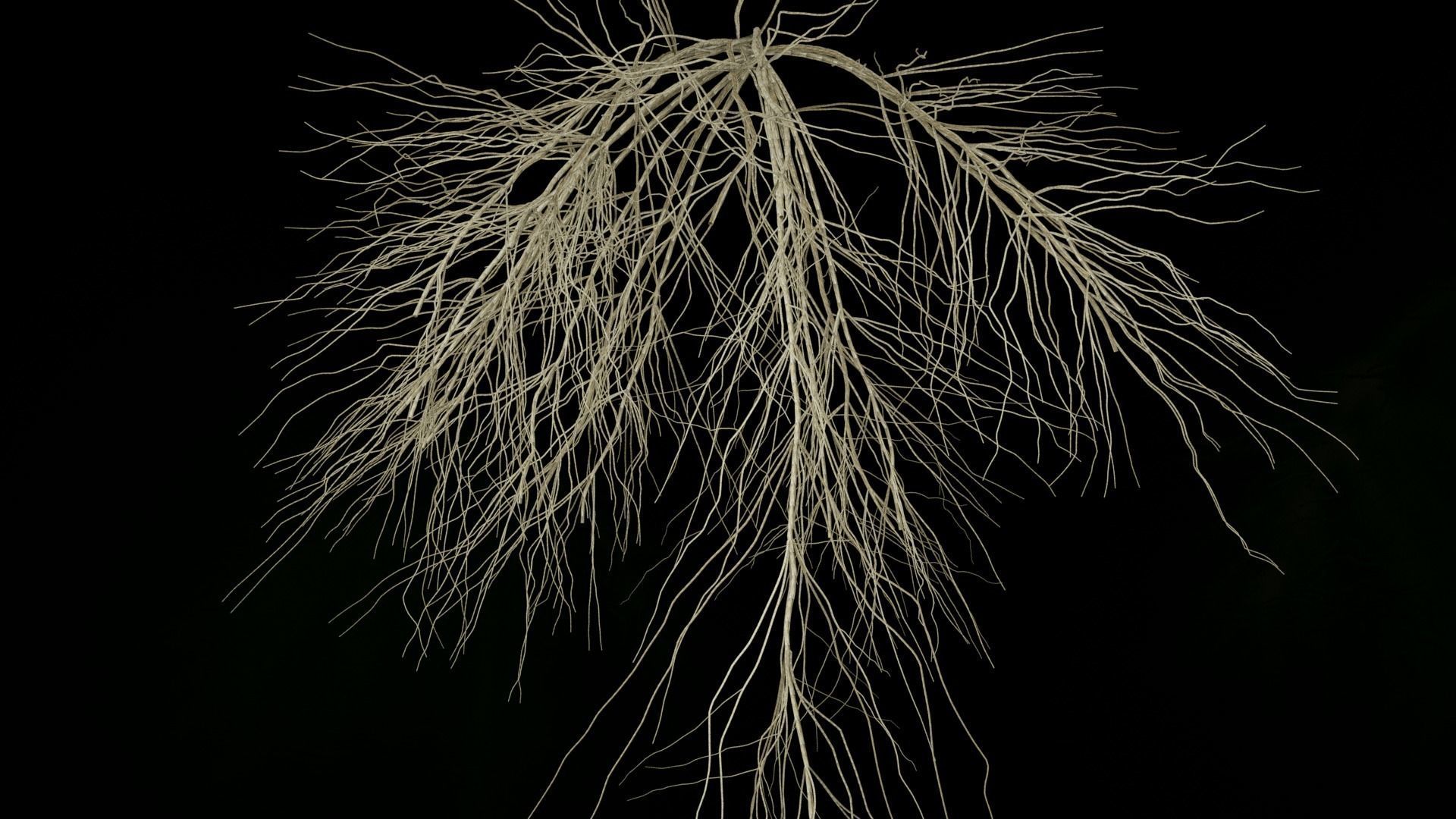 3D Wheat Root - growth animation 3D model_5