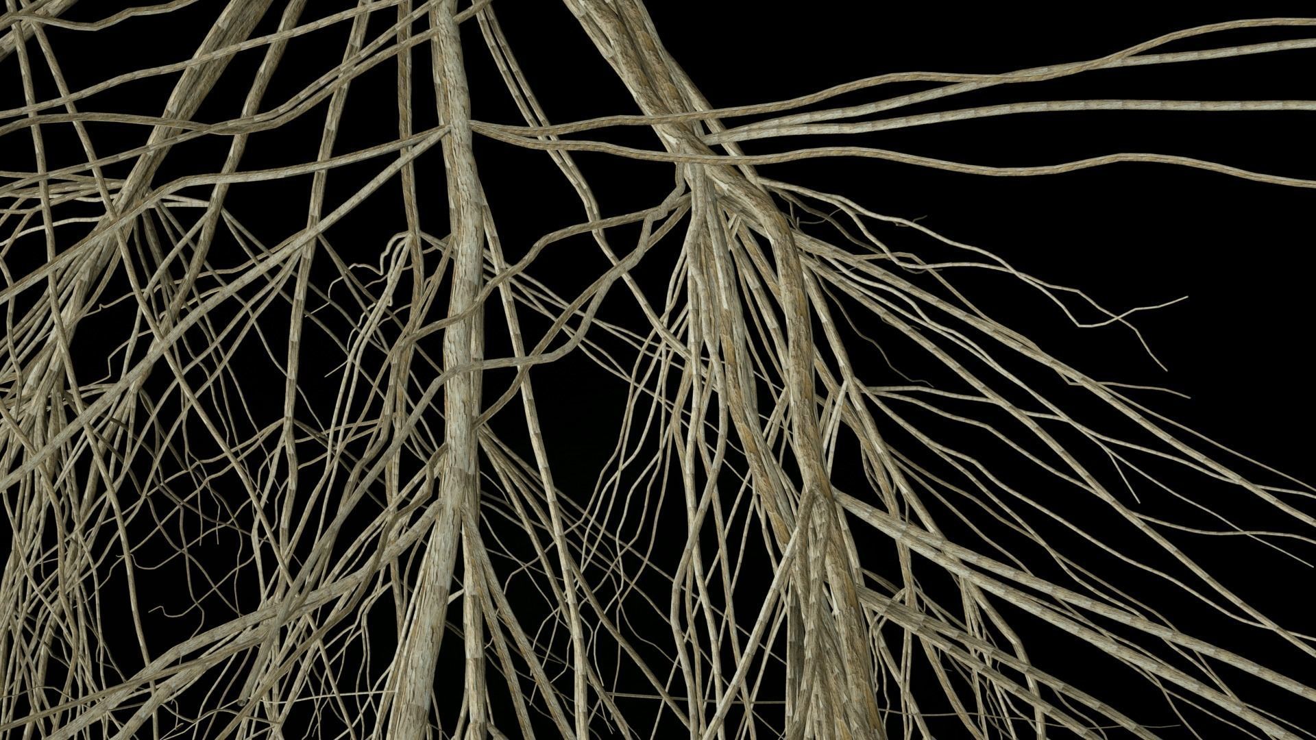 3D Wheat Root - growth animation 3D model_8